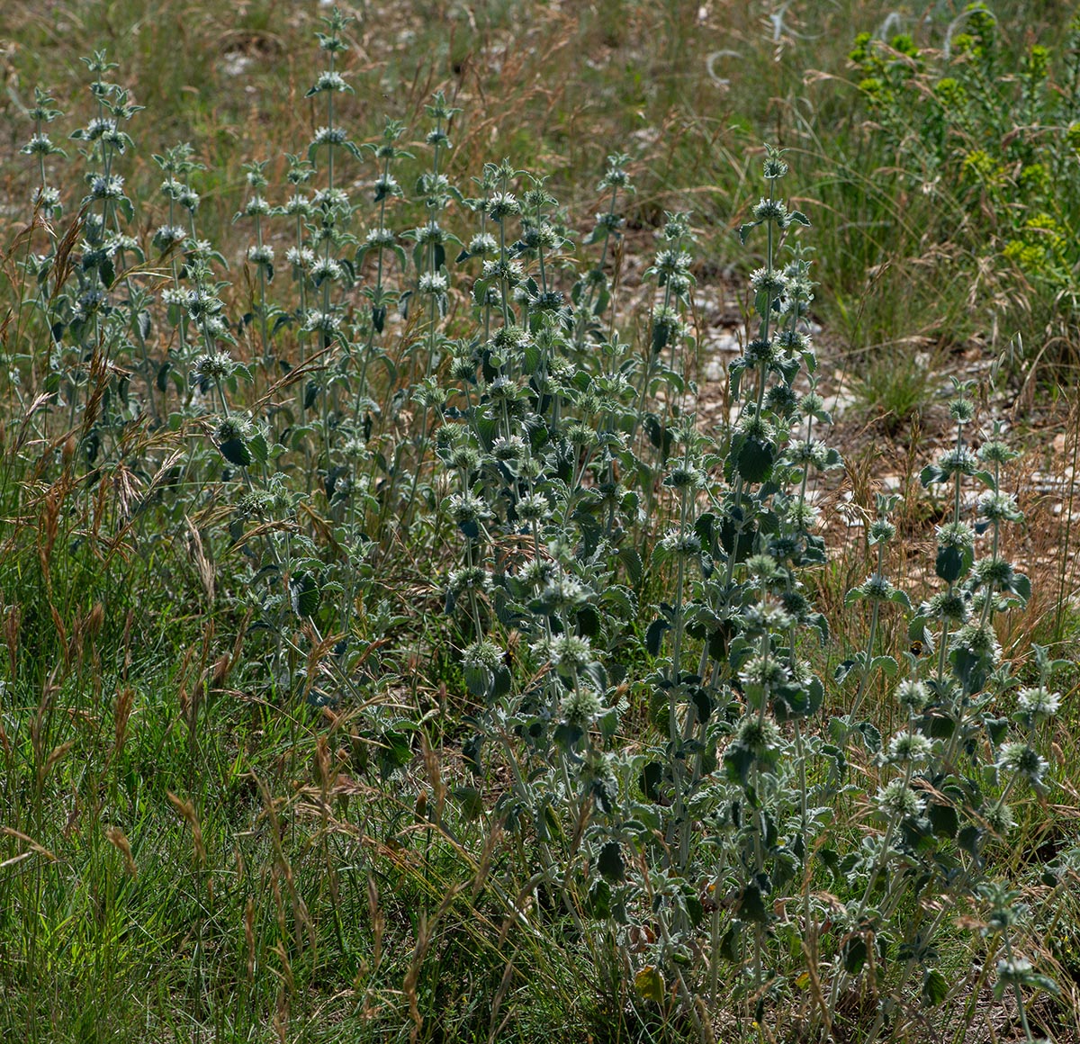 Habitus